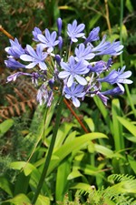 Agapanthe