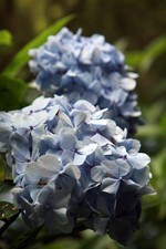 Hortensias