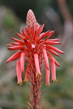 Aloes