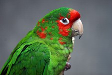 Conure mitrée