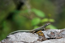 Lézard