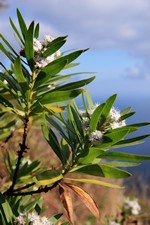 Arbre à muguets