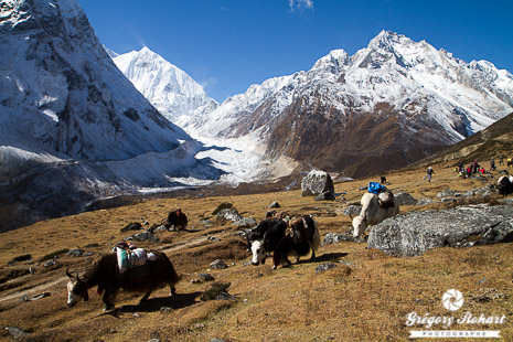 Caravane de yacks sur le tour du Manaslu Caravane de yacks sur le tour du Manaslu