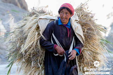 Tous les jours les femmes Ladakhies sont au champ