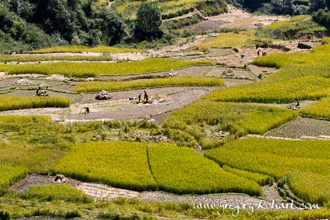 Champs de riz en terrasse