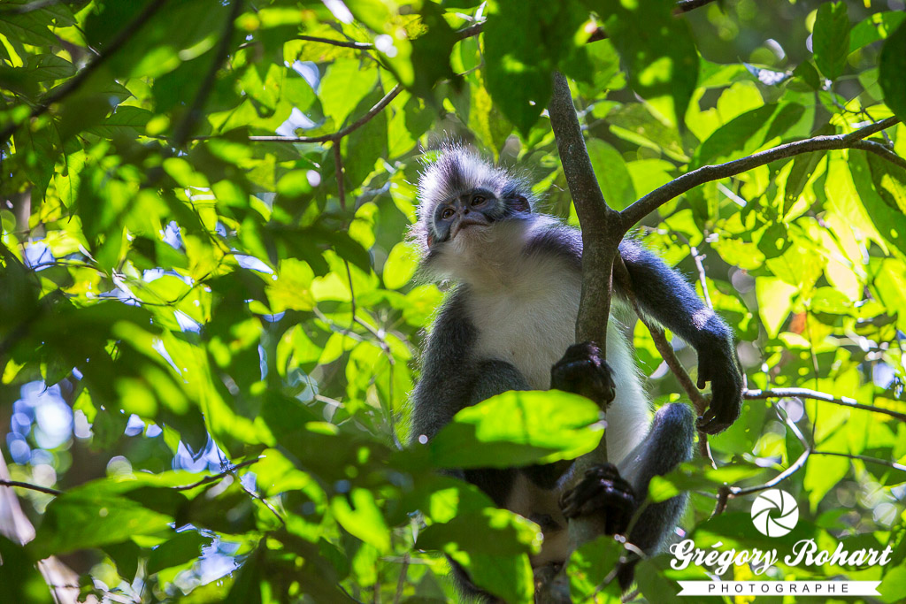 Semnopithèque de Thomas, un singe endémique à Sumatra
