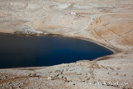 Le troupeau de mouton se dirige vers le lac