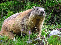 Marmotte proche du sentier
