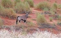 Orux -Namib Rand Nature Reserve