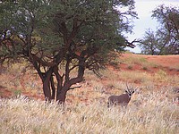 Oryx - Namib Rand Nature Reserve