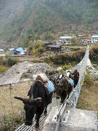 Des dzo traversent un pont népalais