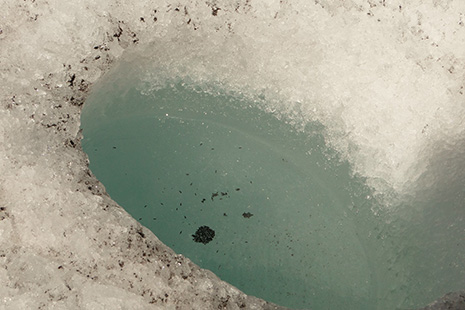 Dans les trous d’eau, les puces, seuls animaux vivant sur le glacier en permanence.