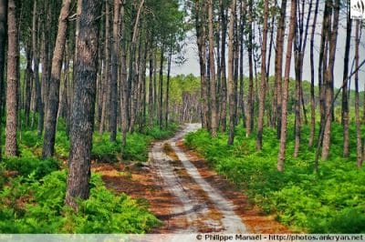 Massif forestier landais, Pissos (Landes)