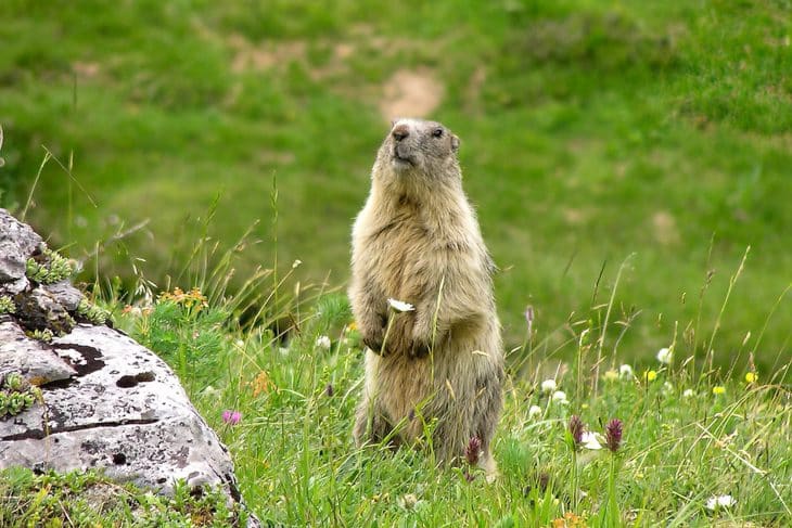 Marmotte, Vanoise
