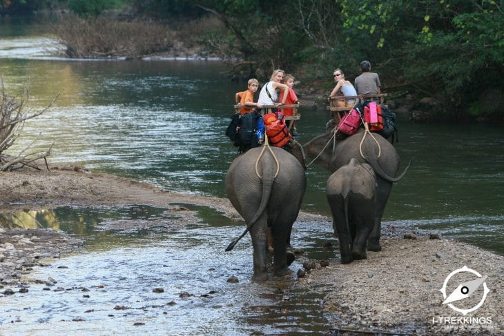éléphant