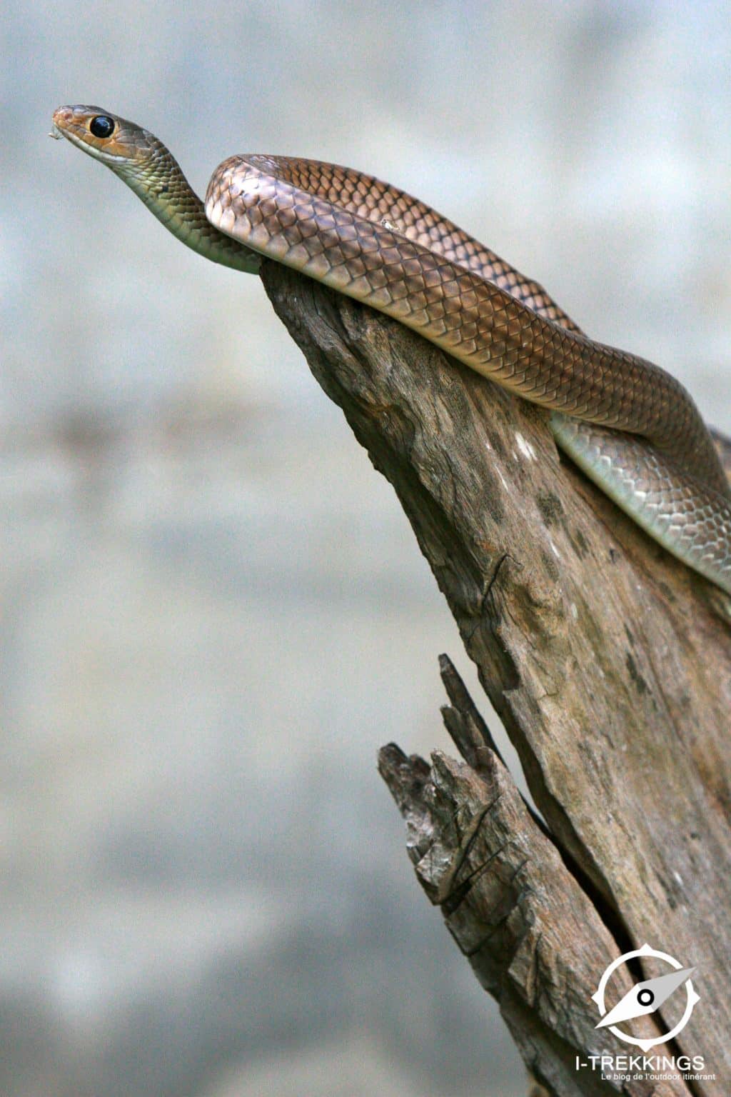 serpent