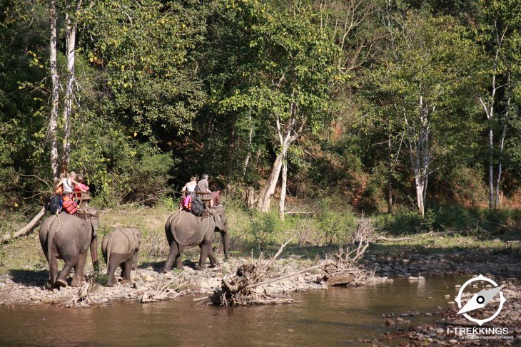 Trek éléphant
