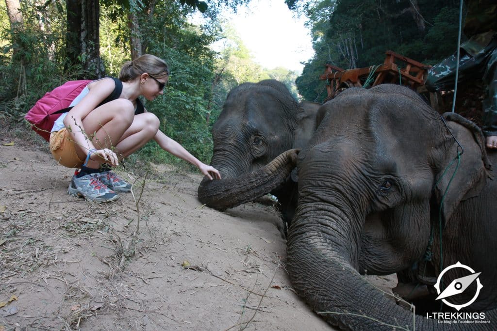 Eléphant d'Asie