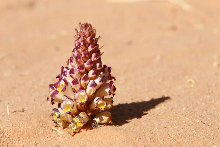 fleur, Wadi Rum