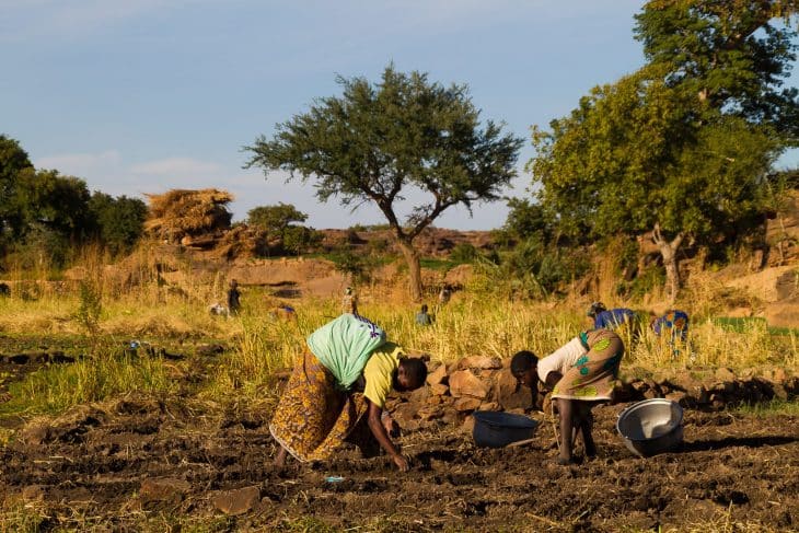 Culture de l'oignon au Pays Dogon