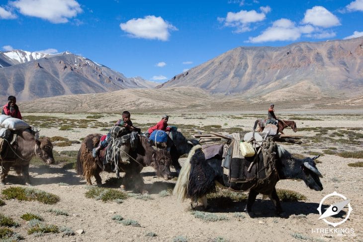 Caravane de yaks