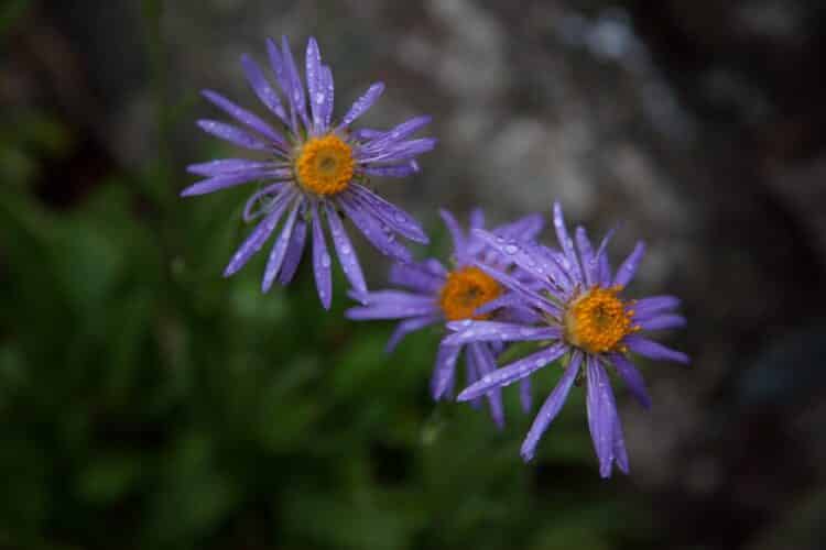 Aster, Trekking dans les Tian-Shan du Terskey Alatoo