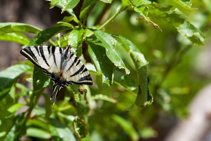 Vallée des papillons, Lycian