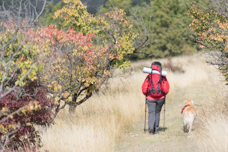 Randonner avec son chien