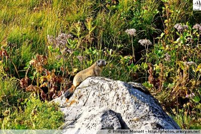 Marmotte sur son rocher (Massif de la Vanoise, Savoie)