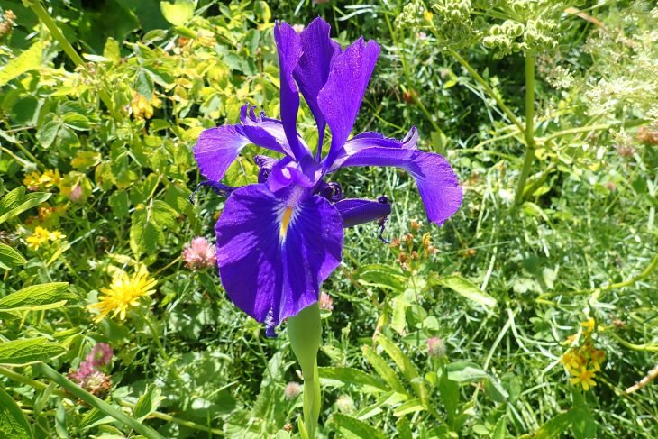 Iris des Pyrénées (Iris latifolia)
