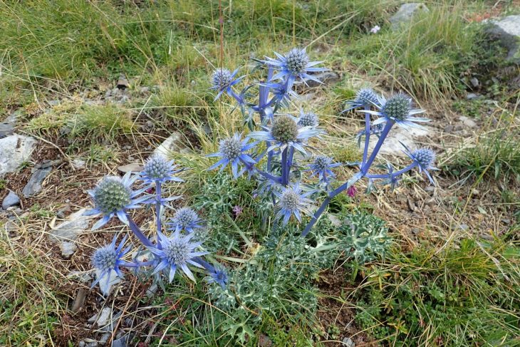 Le Panicaut de Bourgat ou Chardon bleu des Pyrénées (Eryngium bourgatii)