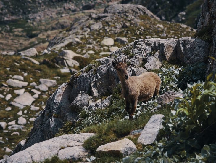 Jeune bouquetin, Italie