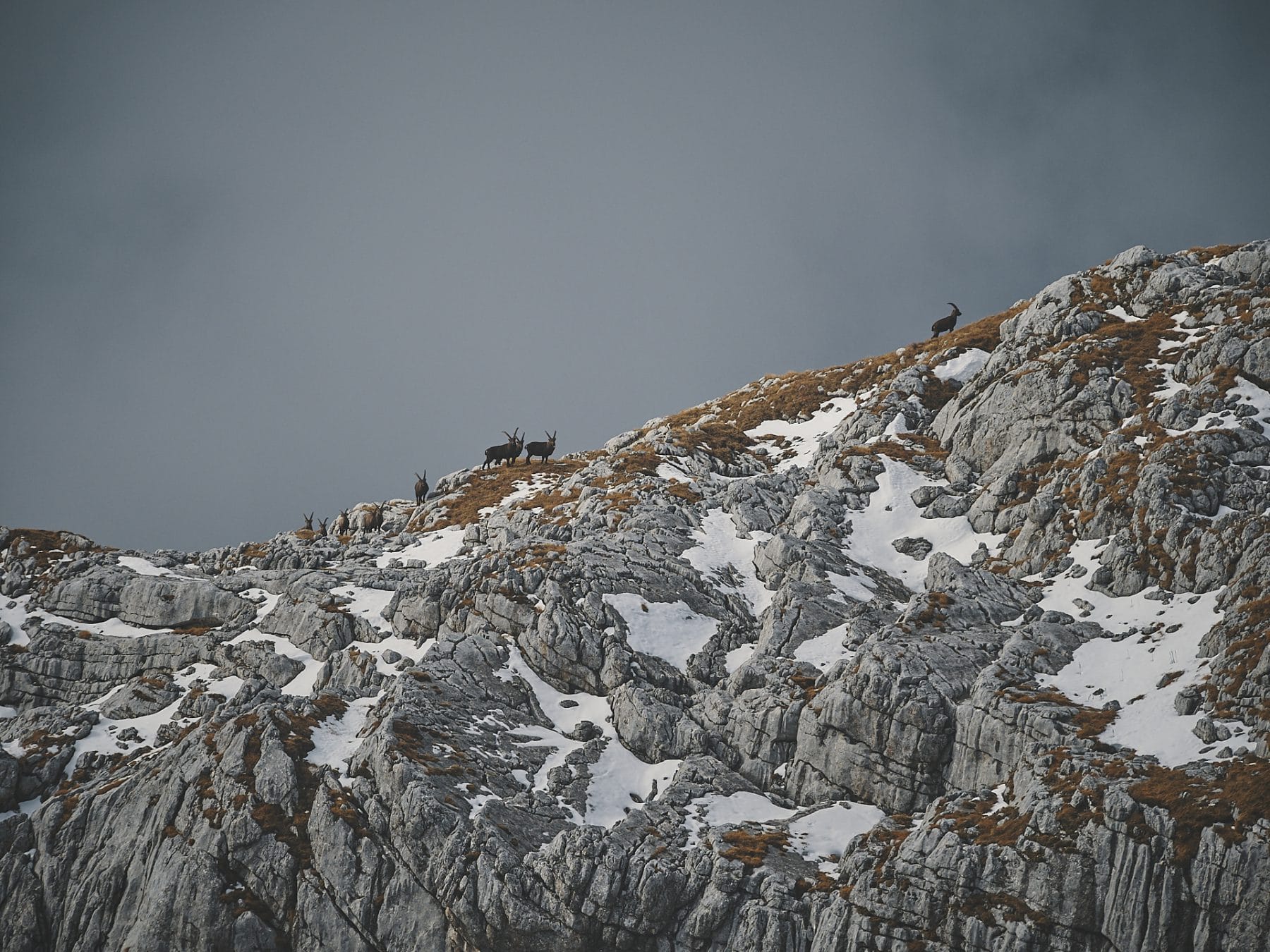 Bouquetins, Italie, traversée des alpes