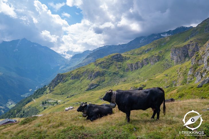 Vaches d'Hérens, Tour du Val d'Hérens