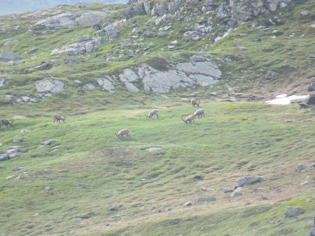 alpinisme en Vanoise