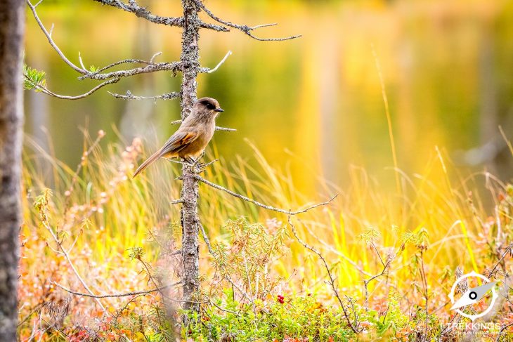 Mésangeai imitateur, parc national Muddus