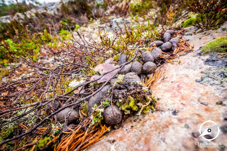 Déjection, parc national de Muddus