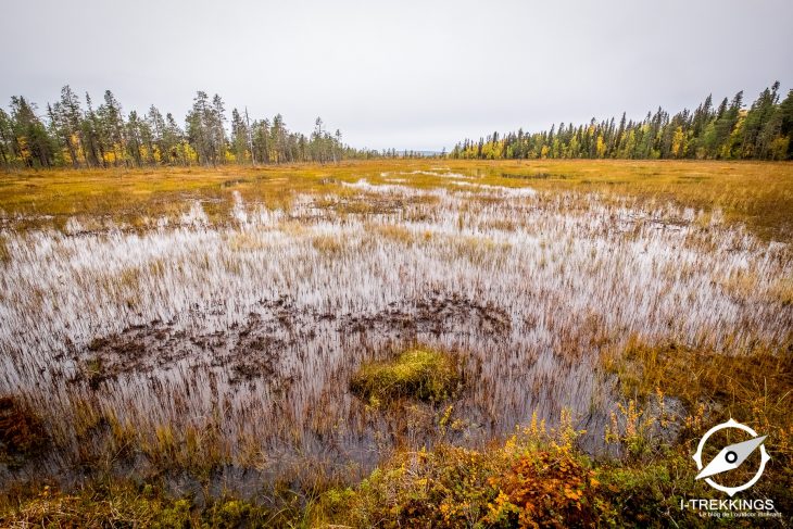 Marais, parc national Muddus
