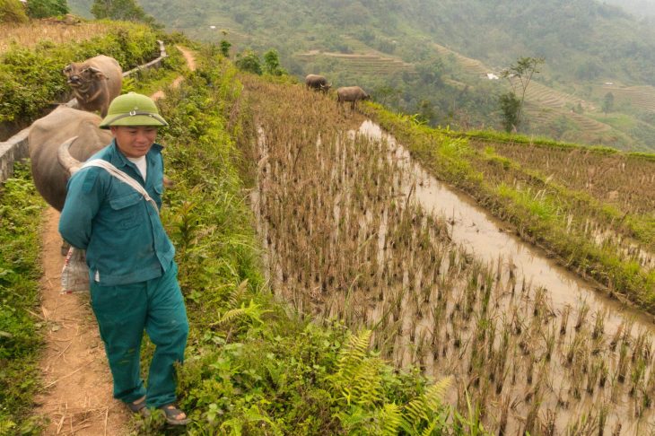 trek dans les rizières du nord vietnam
