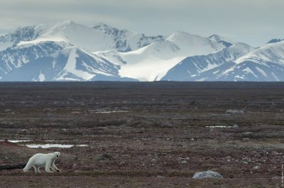 Ours polaire, Svalbard