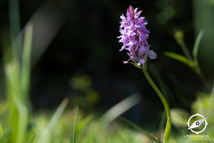 Orchis singe