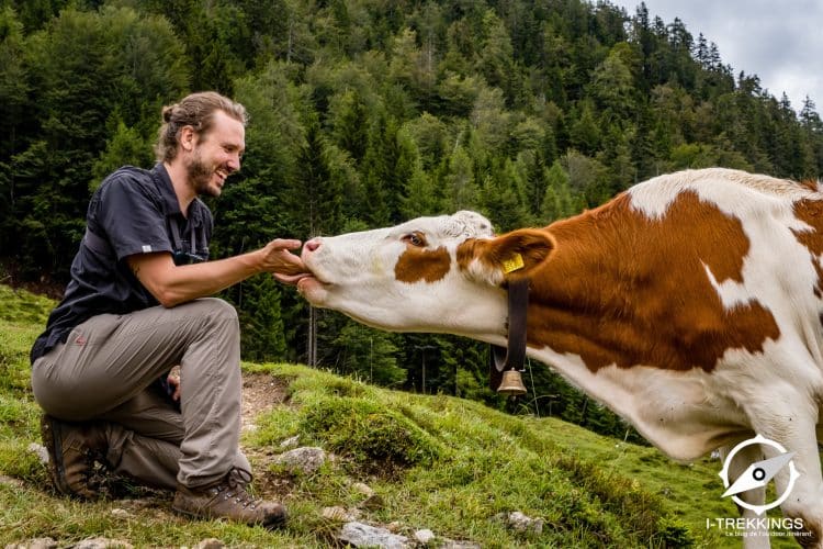 Vache autrichienne bien aimable