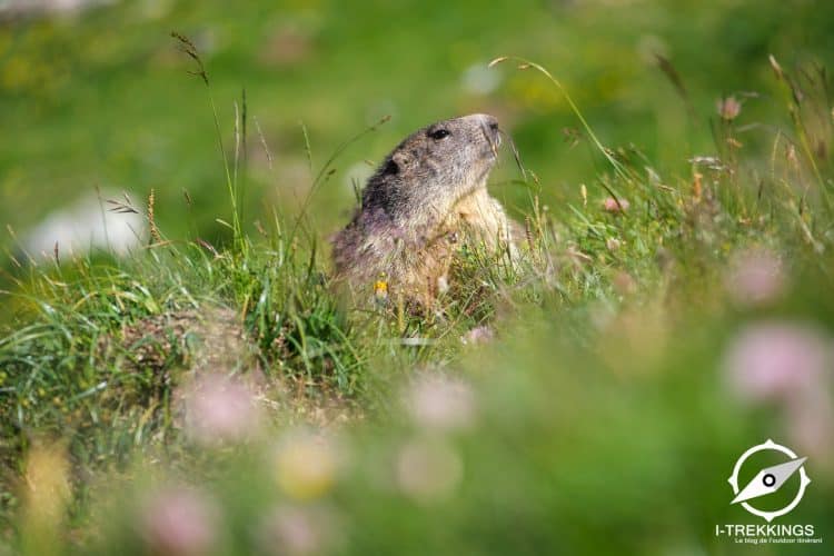 Marmotte