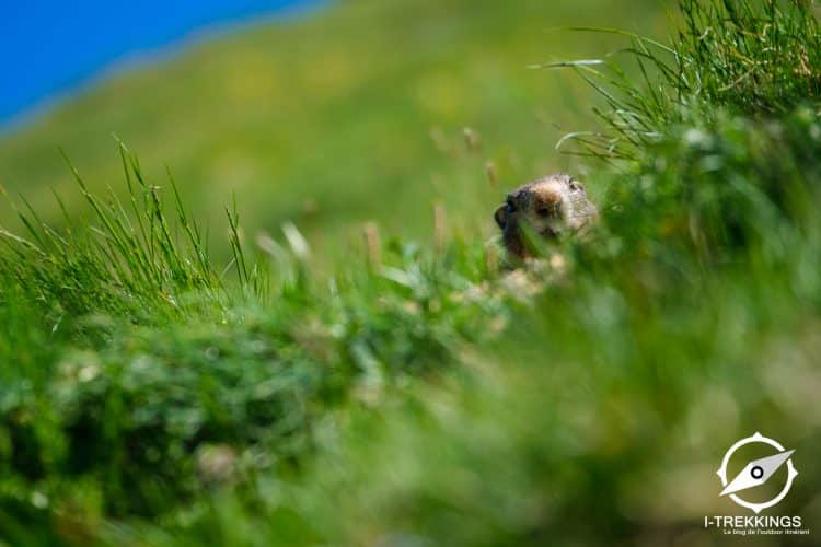 Marmotte