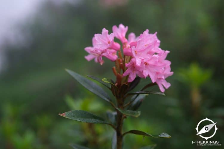 Rhododendron