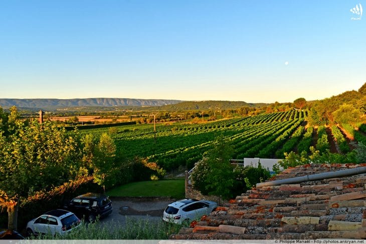 Soleil levant sur les vignes et le Luberon, Joucas