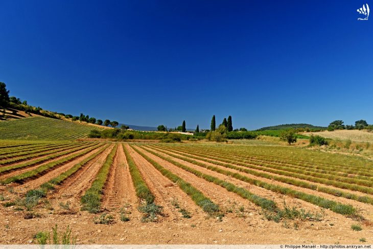 Champ de Vignes, Villars (Luberon)