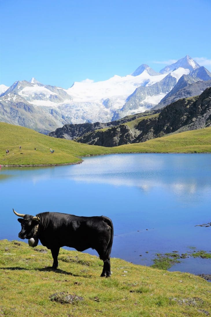 Vache d'Hérens
