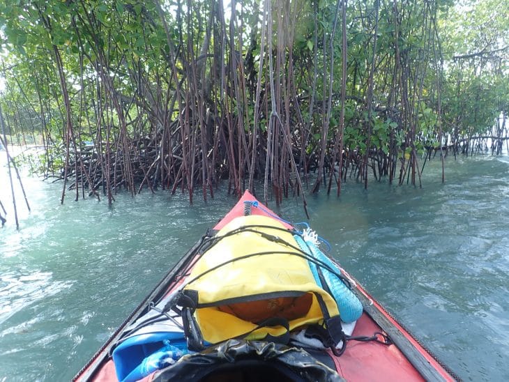 Kayak de mer à travers la mangrove