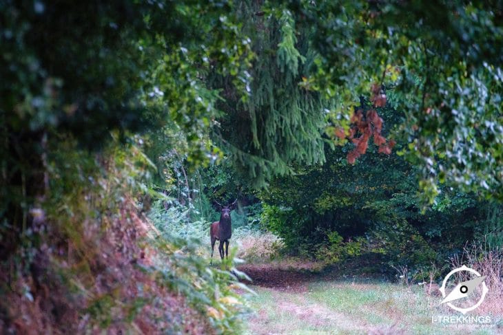 Cerf, randonnée dans la Haute Vallée de la Dordogne